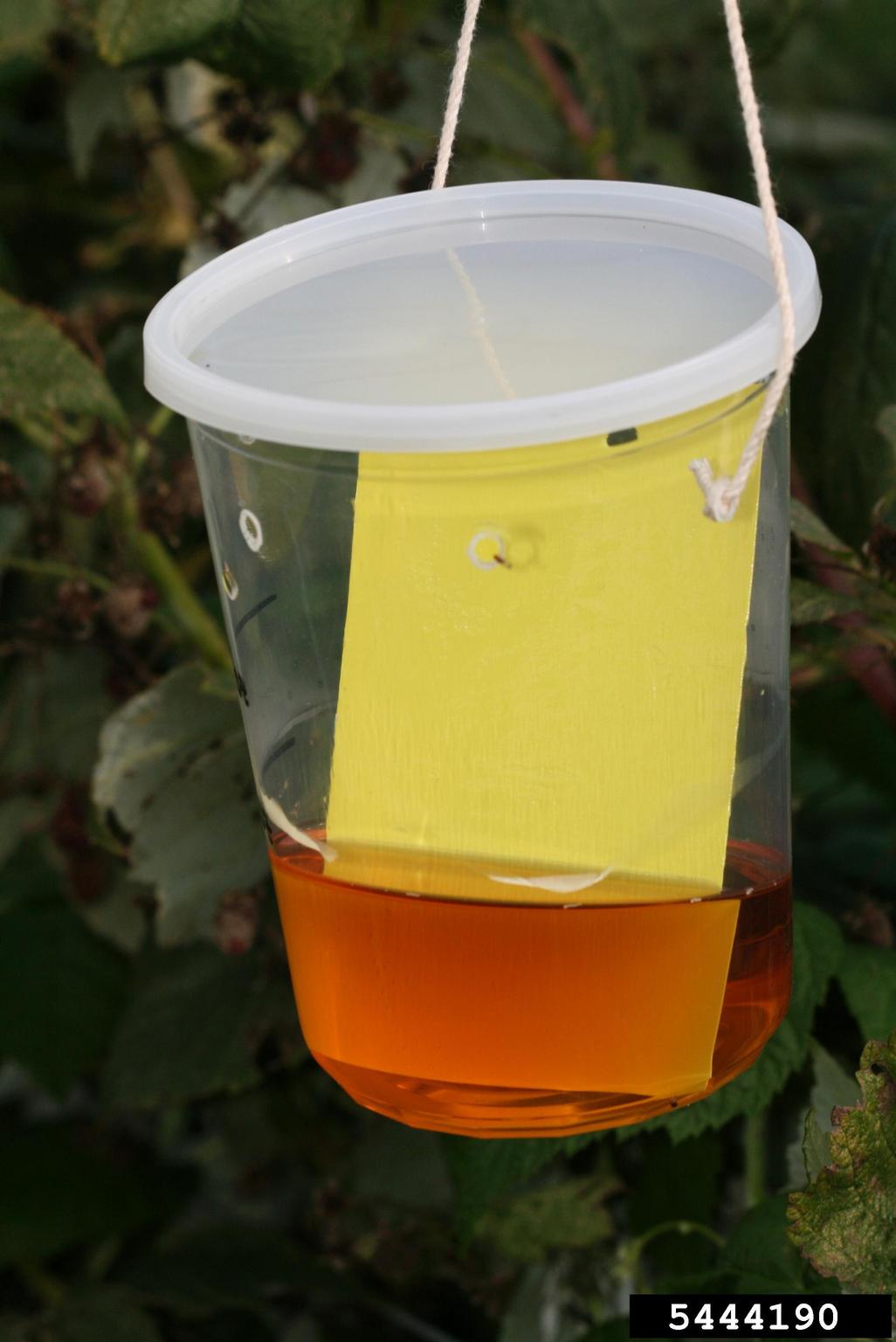 Spotted wing drosophila trap