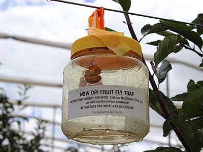 Fruit fly trap