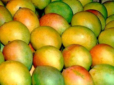 Mangos