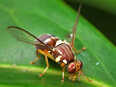 Queensland fruit fly