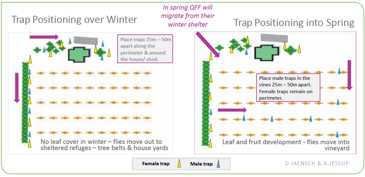 fruit fly trap positioning
