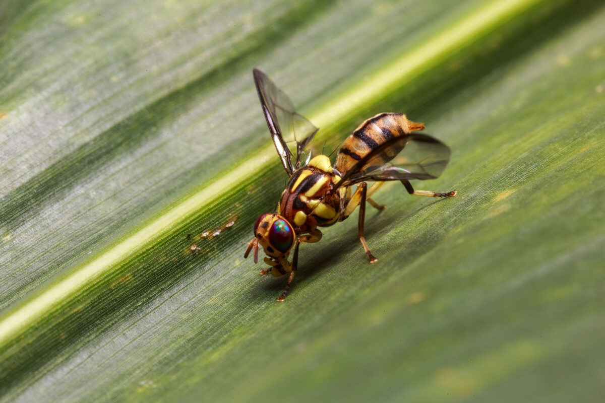 Fruit fly threats from overseas image