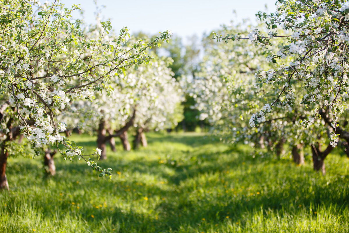 Fruit fly control throughout the year image