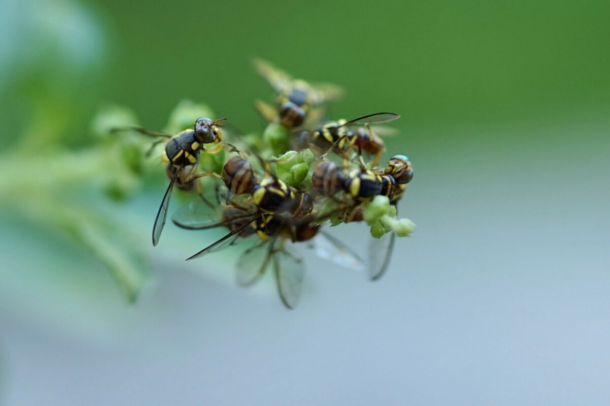 Fruit fly threats from overseas image