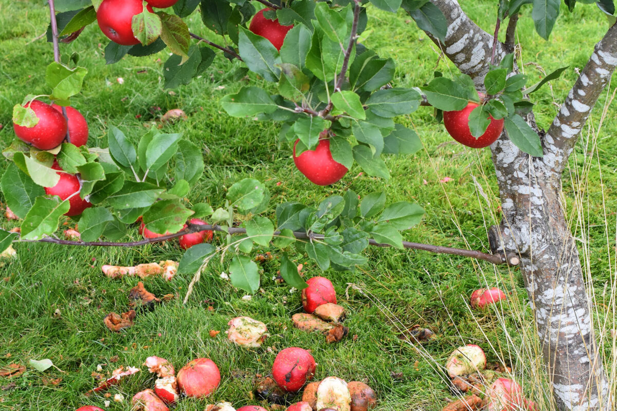 Fruit fly control throughout the year image