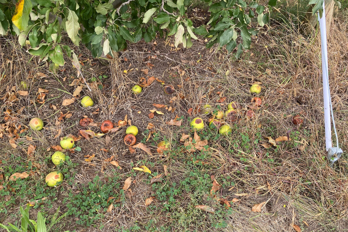 Orchard hygiene image