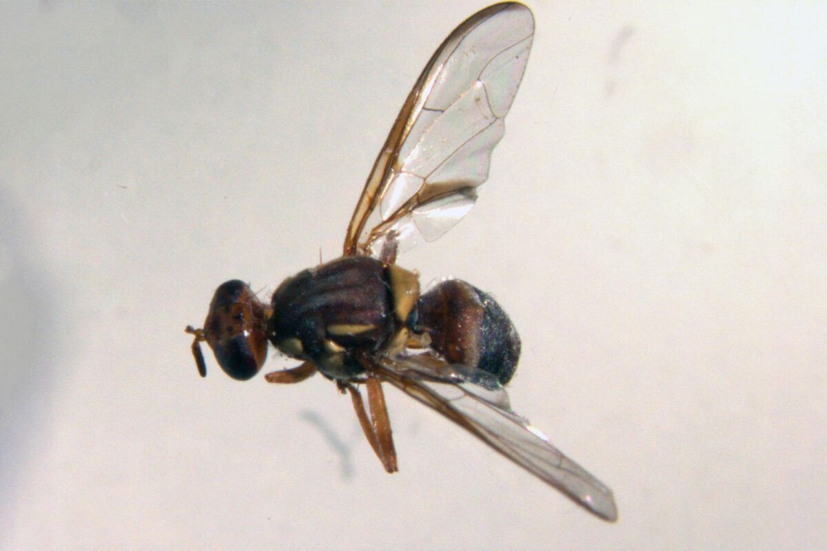 Pest species image