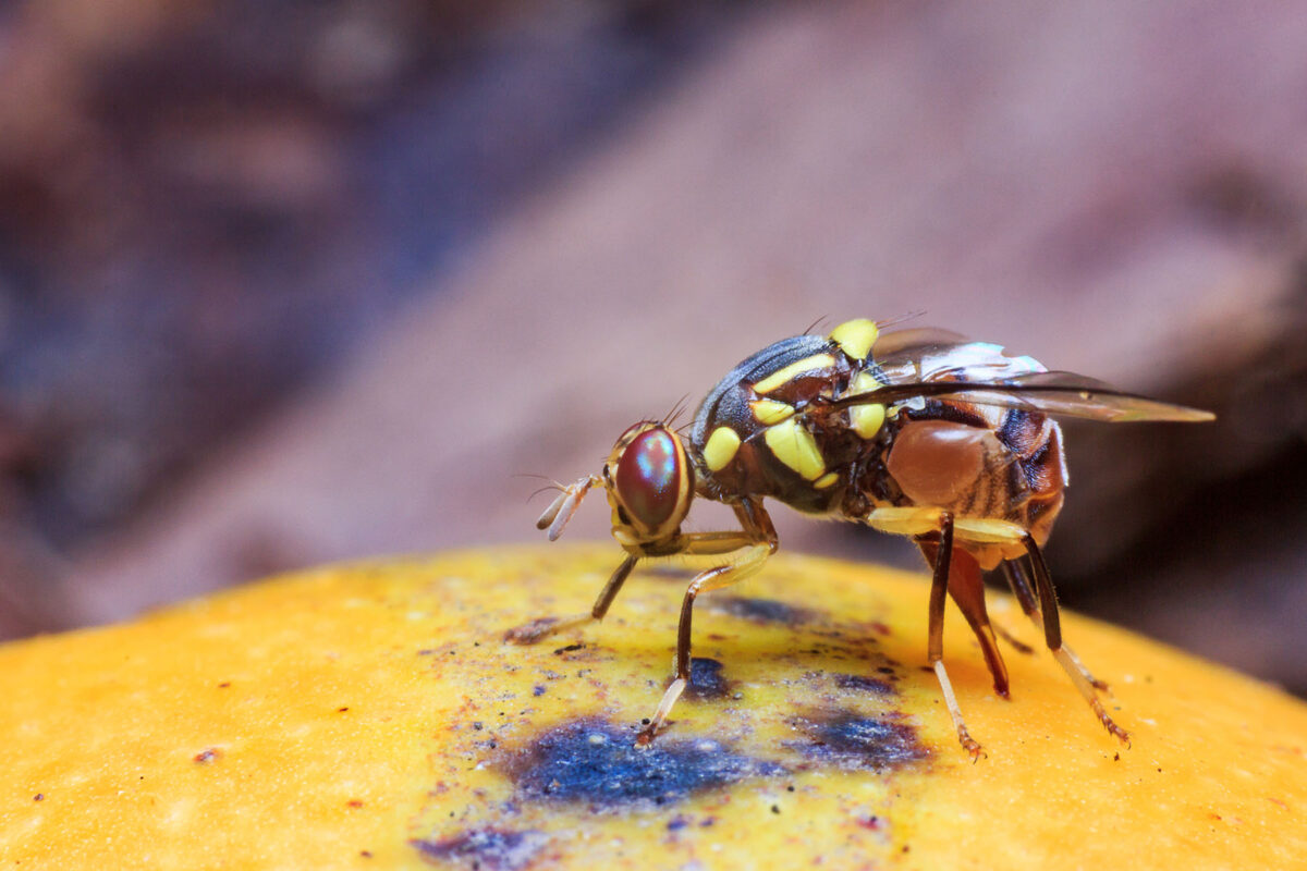 The fruit fly life cycle image