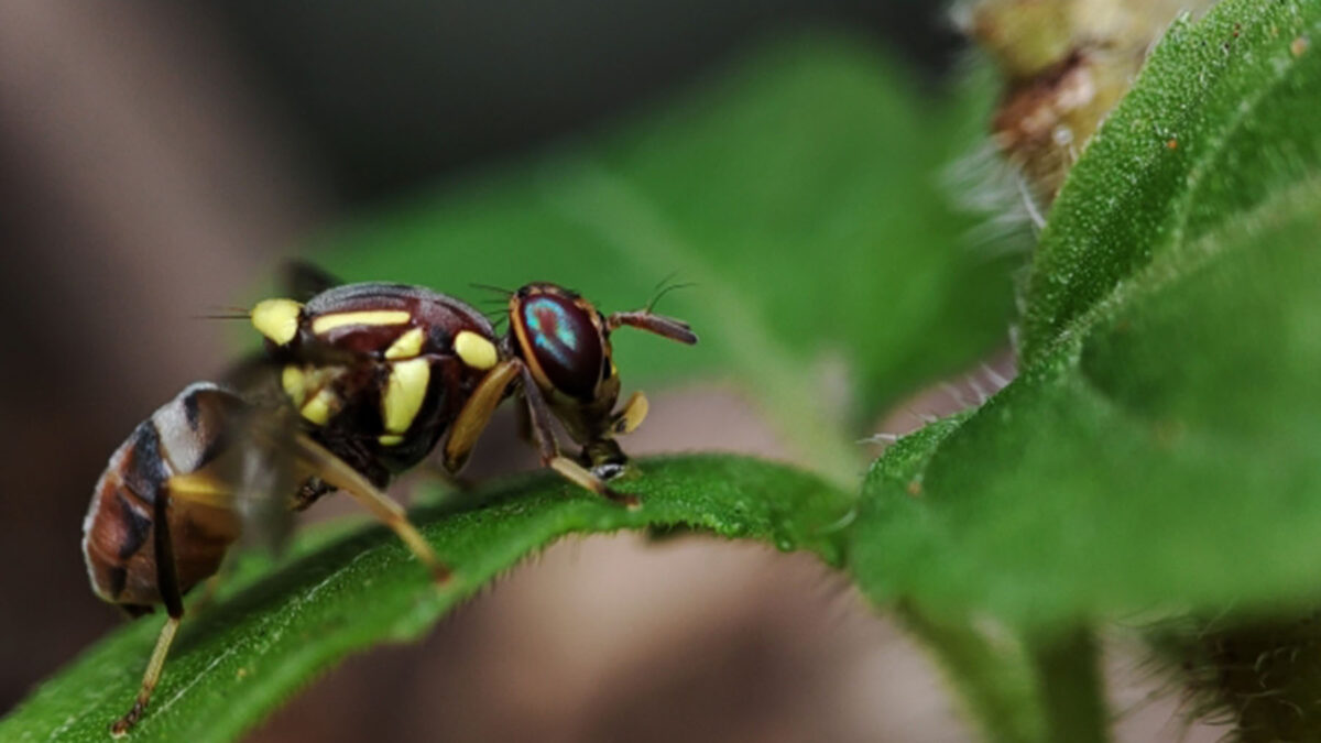 Improving national fruit fly management image