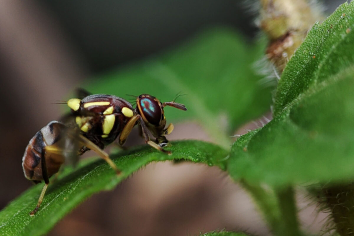 Improving national fruit fly management image