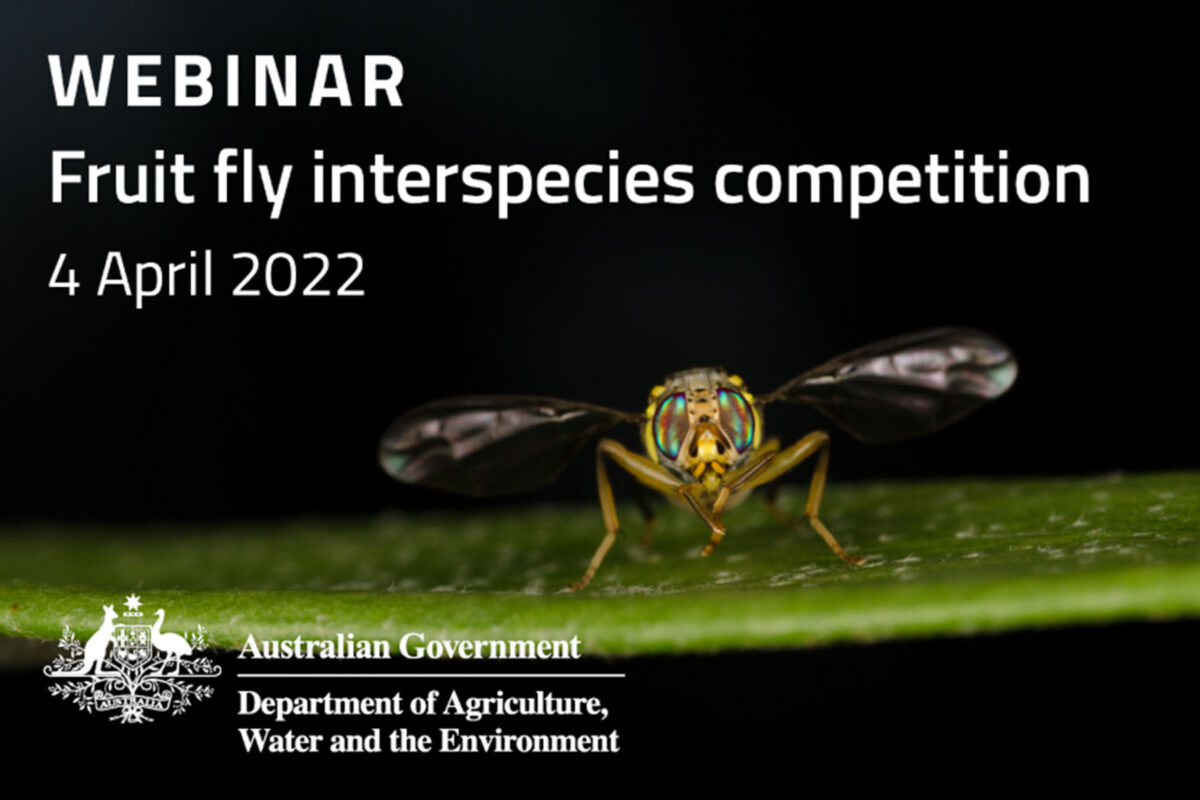 NFFC fruit fly webinars attract worldwide interest image