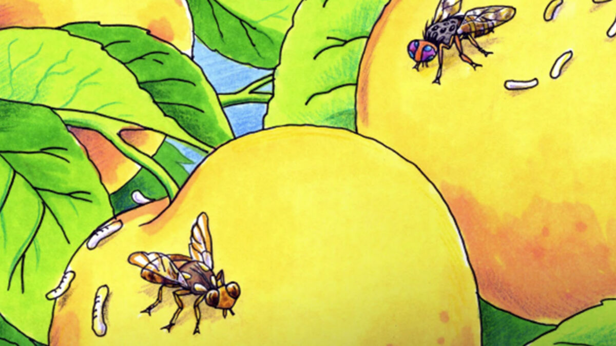 Useful fruit fly resources for schools image