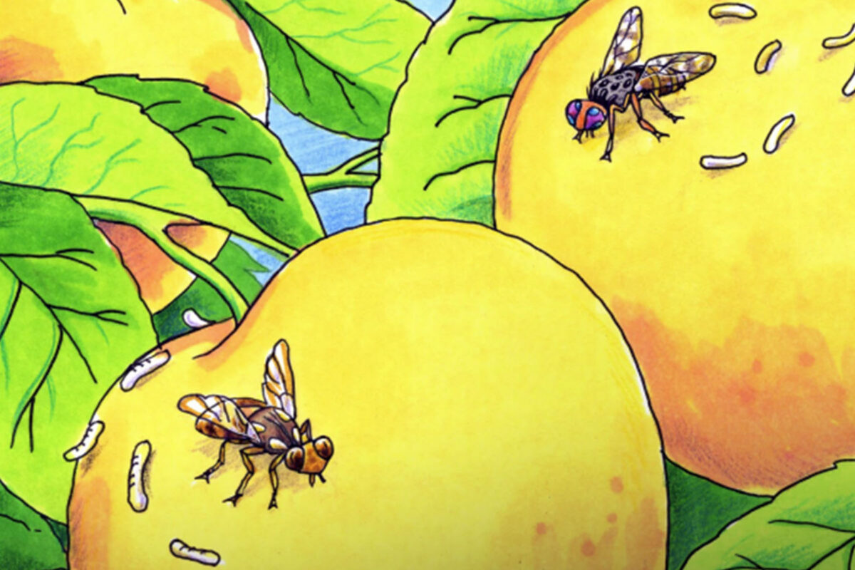 Useful fruit fly resources for schools image