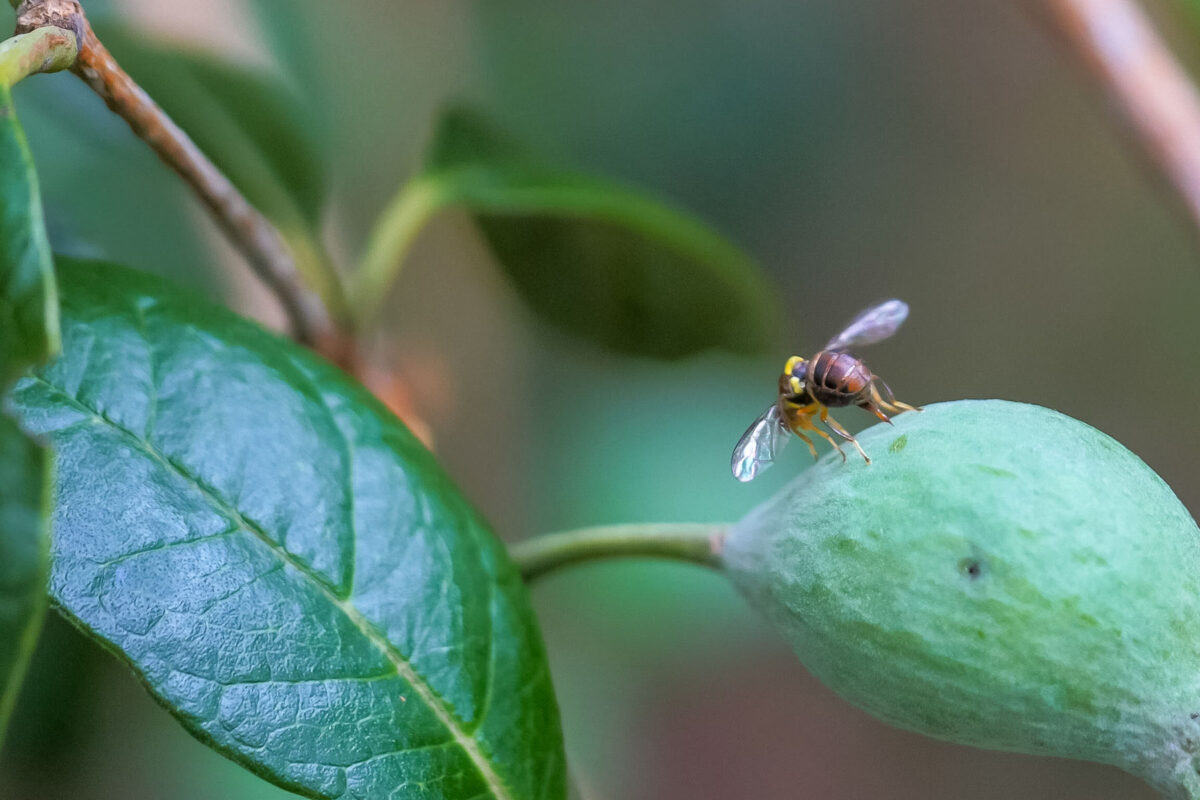 Agrichemicals for fruit fly image