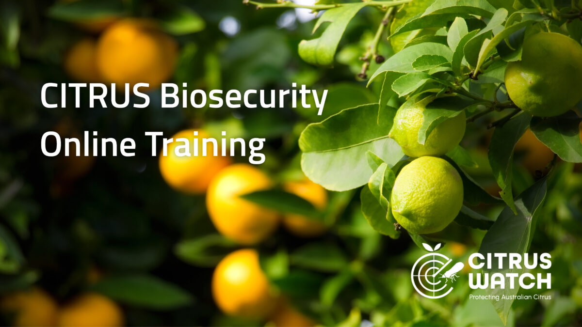 Introducing a new citrus online training course image