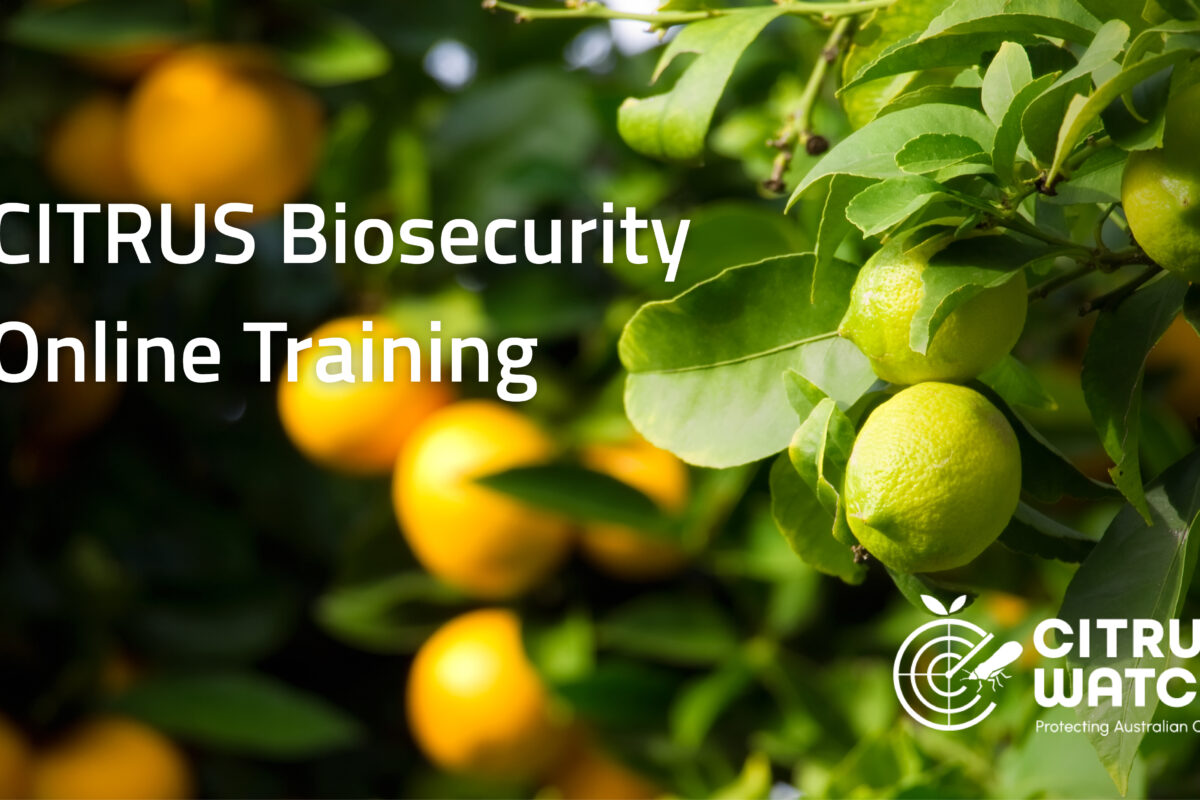 Introducing a new citrus online training course image