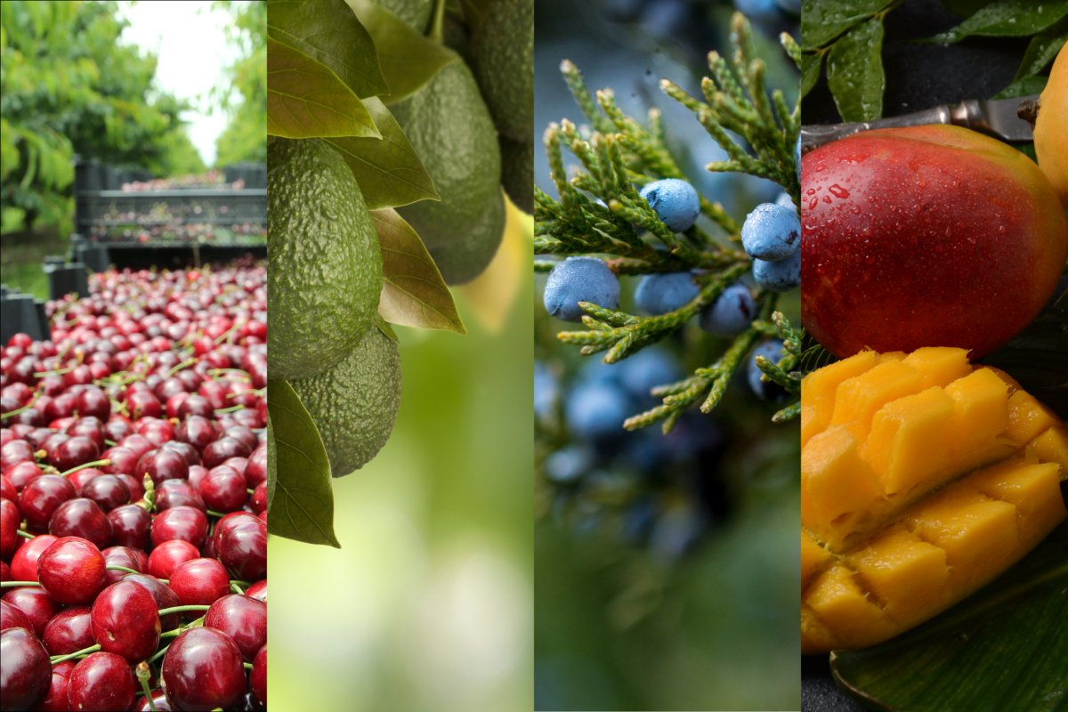 Industry specific fruit fly management image