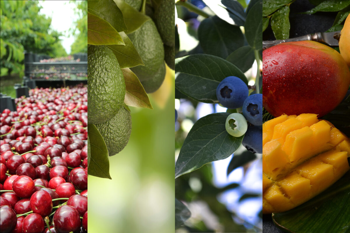 Industry specific fruit fly management image