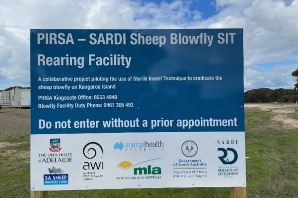 Kangaroo Island SIT blowfly facility: a world-first innovation in livestock protection image