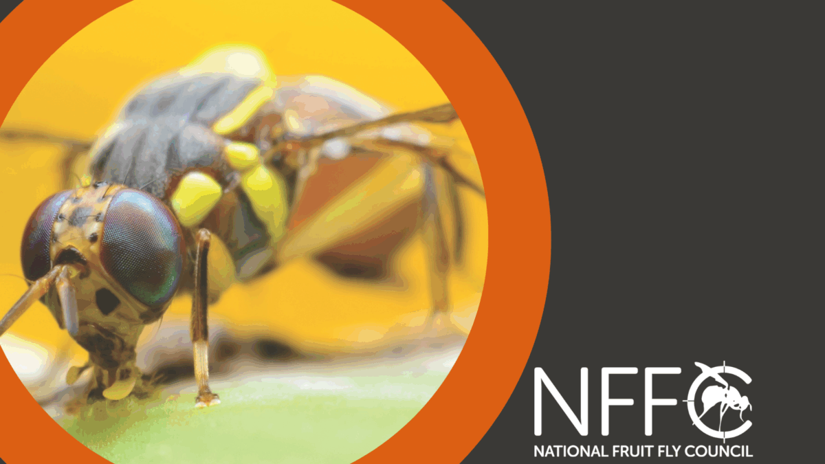 National Fruit Fly Strategic Review update image