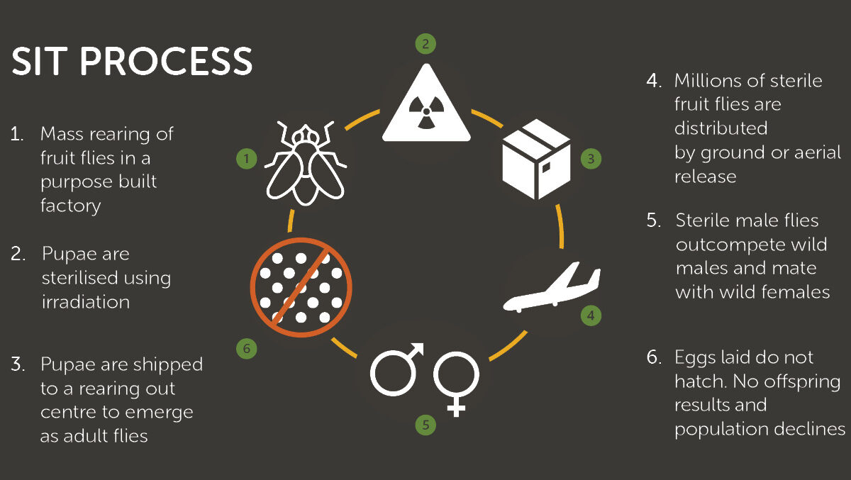 Biocontrol research delivers promising results for fruit fly management image