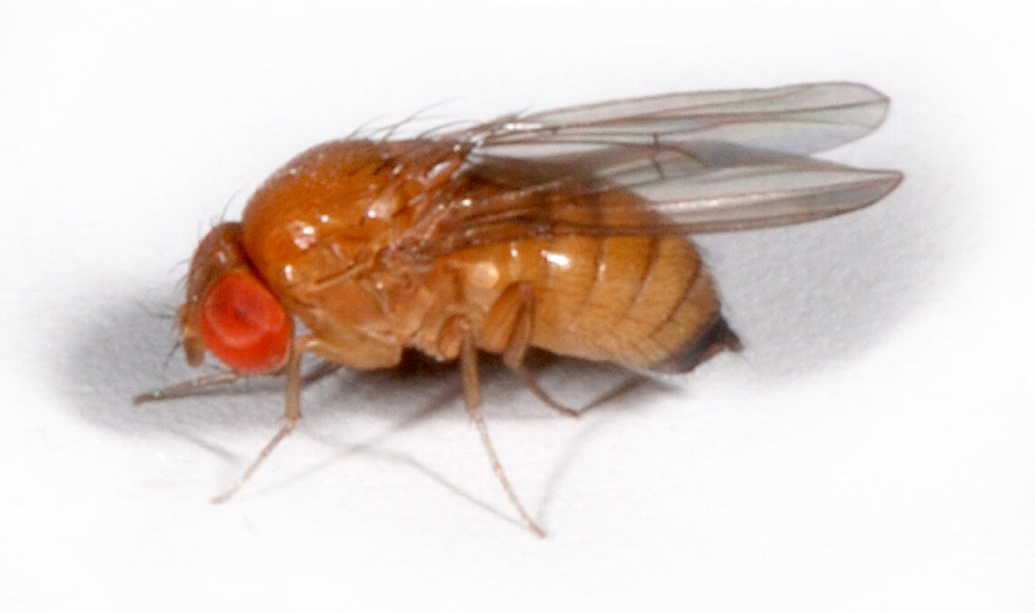 National Priority Plant Pests: Australia’s top biosecurity threats image