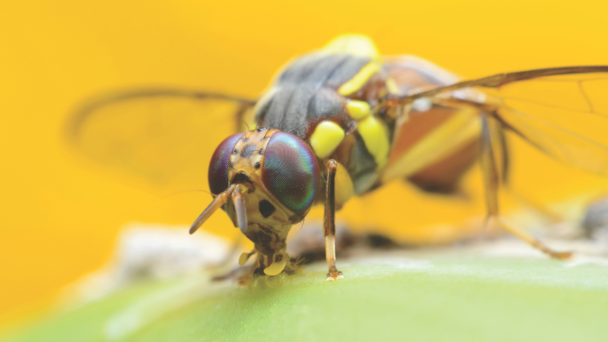 Economic impact of fruit flies on Australian horticulture image