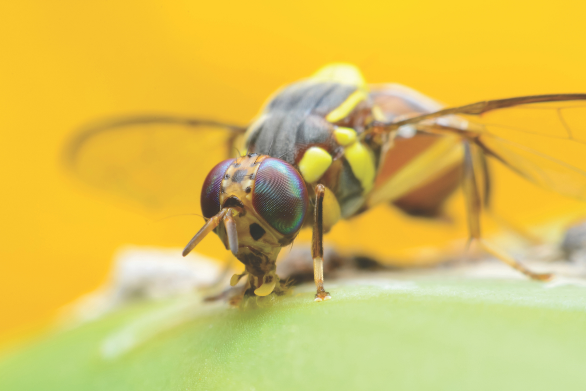 Economic impact of fruit flies on Australian horticulture image