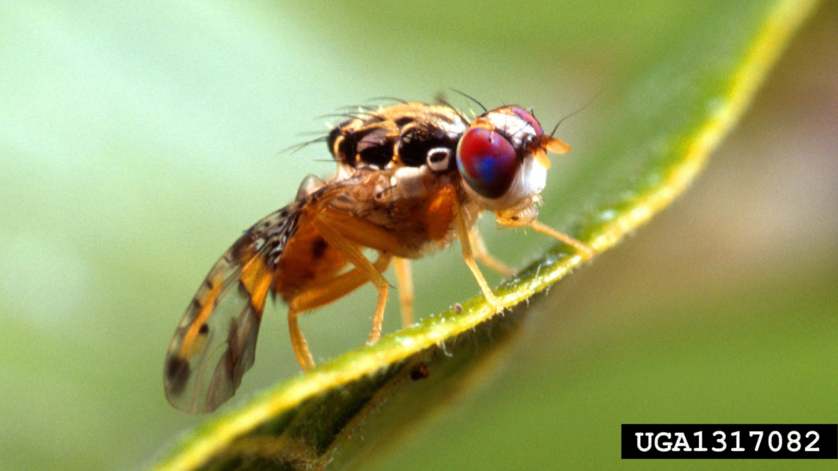 Economic impact of fruit flies on Australian horticulture image