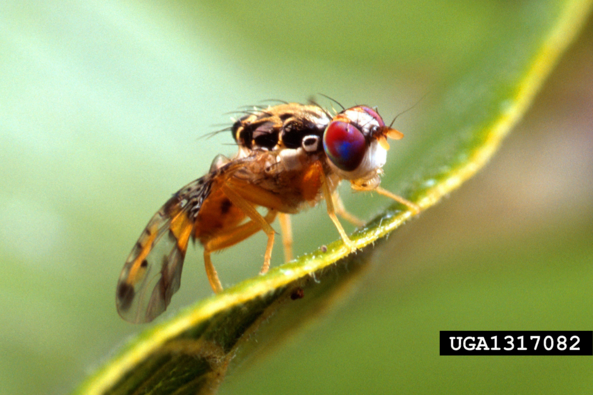 Economic impact of fruit flies on Australian horticulture image