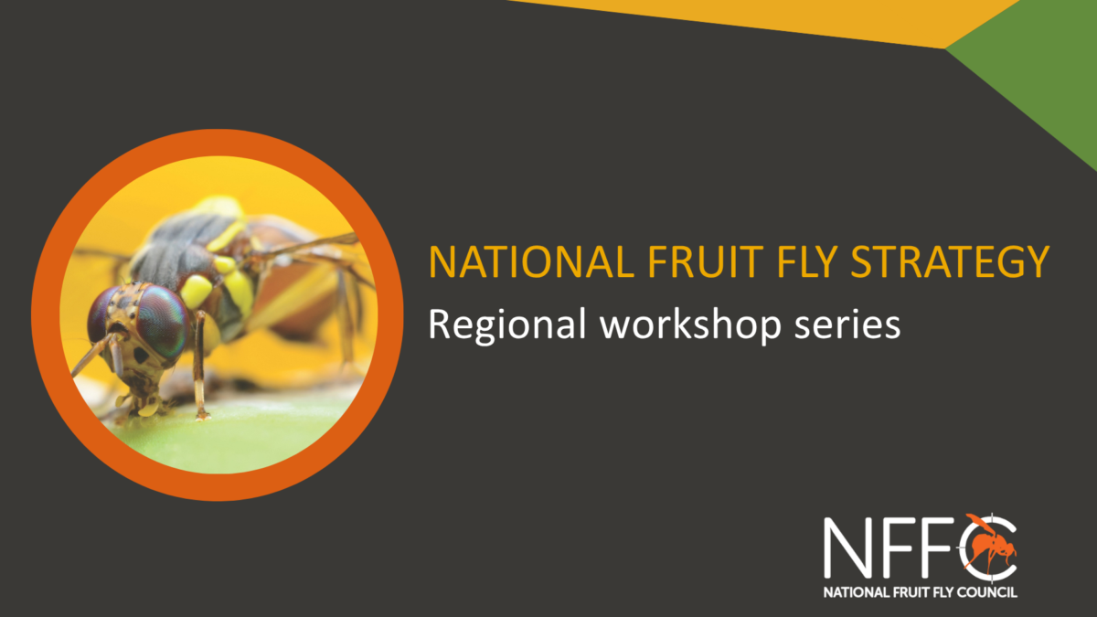 Help shape the next National Fruit Fly Strategy image