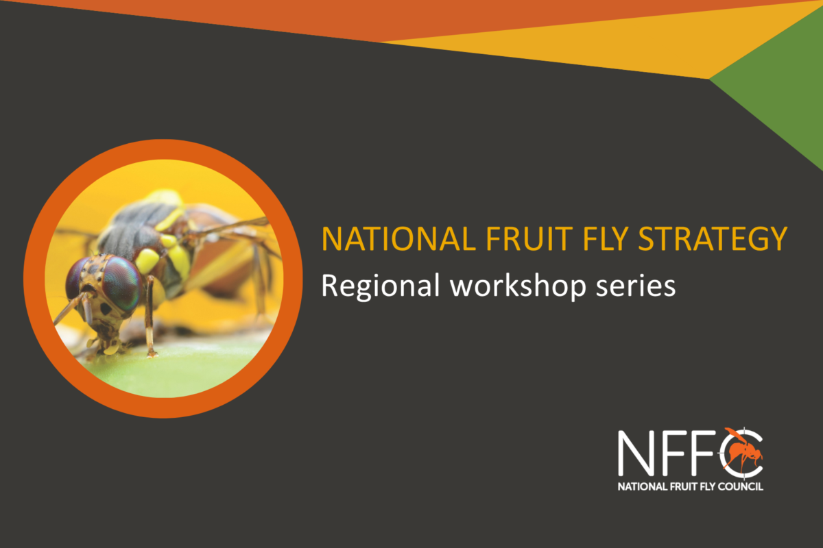 Help shape the next National Fruit Fly Strategy image