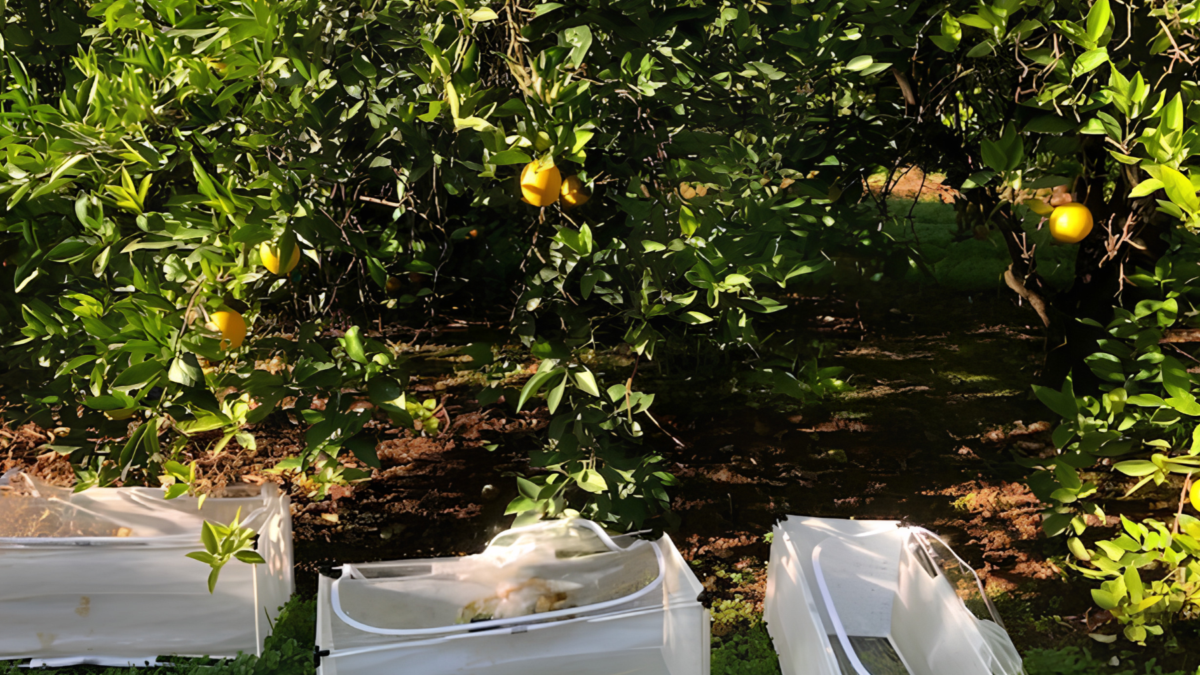 Parasitoids show promise against Qfly image