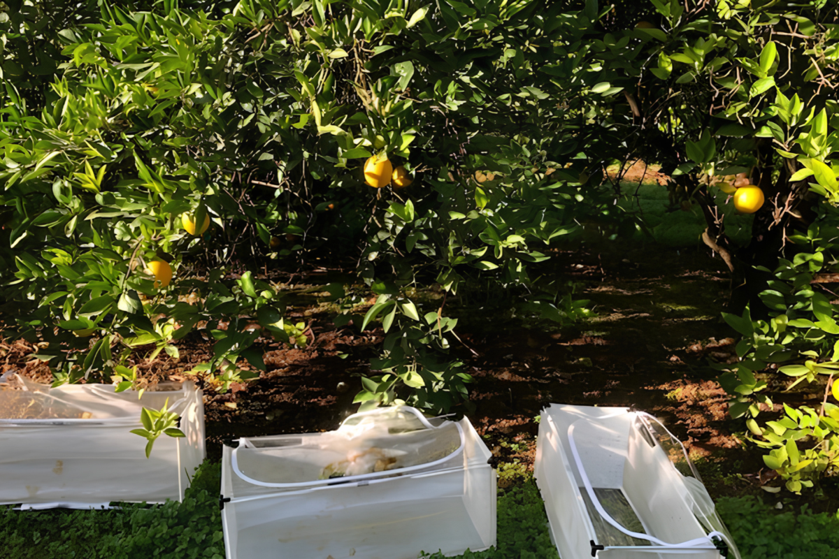 Parasitoids show promise against Qfly image